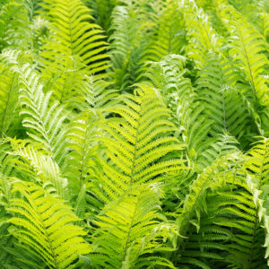 Ostrich Fern