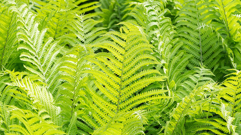 Ostrich Fern