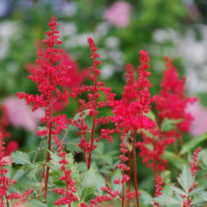 Fanal Red Astilbe