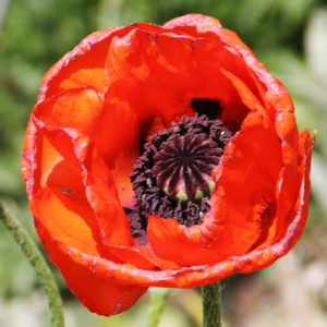 Turkenlouis Oriental Poppy