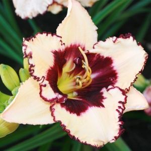 Blueberry Sundae Daylily