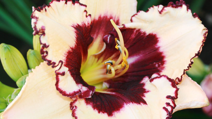 Blueberry Sundae Daylily