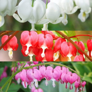 Bleeding Hearts Collection