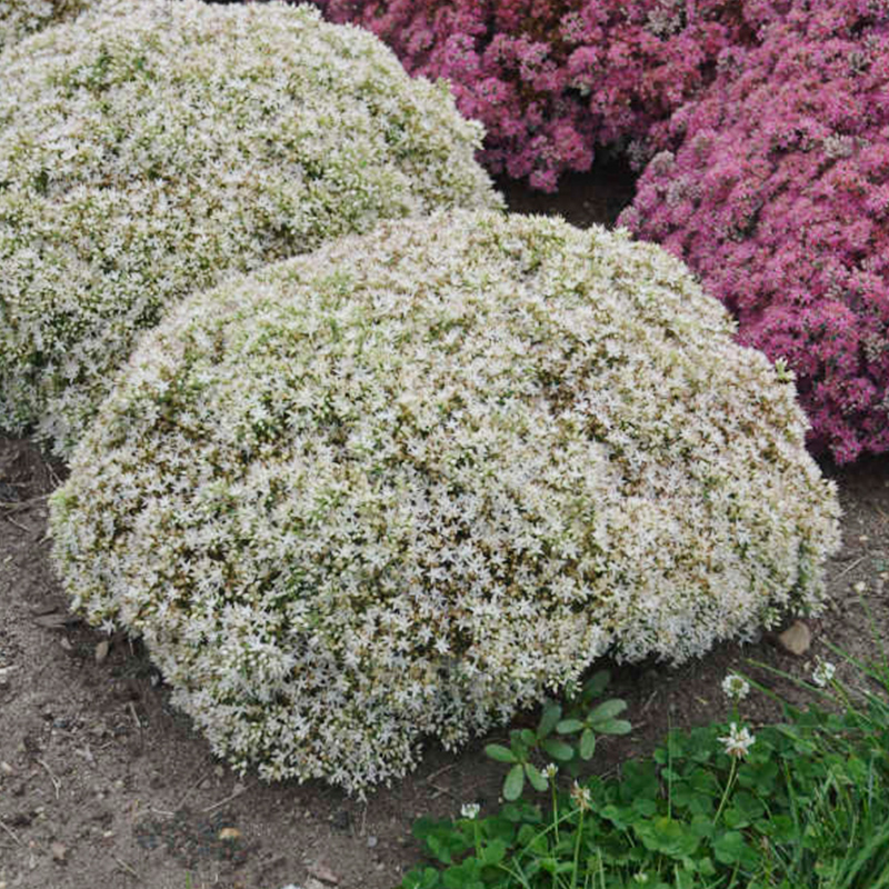 Complete Guide to Growing Sedum How to Grow Sedum Outdoors