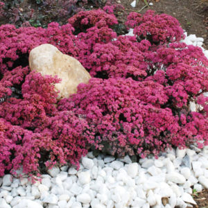 Dazzleberry Sedum