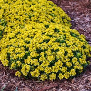 Little Miss Sunshine Sedum