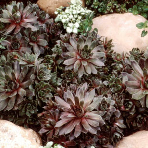 Hens and Chicks