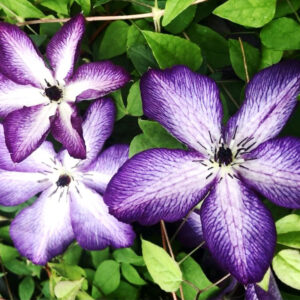 Violet Stargazer Clematis