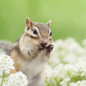 Chipmunk