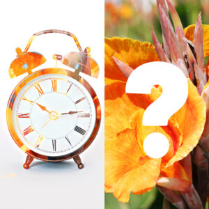 Clock and Cannas