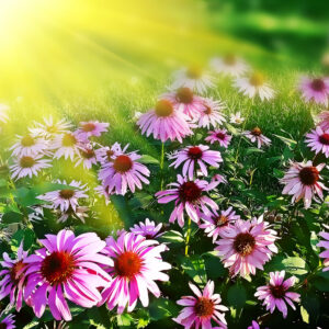 Flowers in Sun