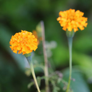 Marigolds