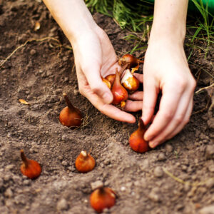 Planting Tulips