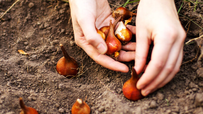 Planting Tulips