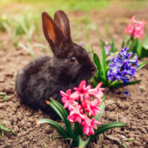 Rabbit and Hyacinths