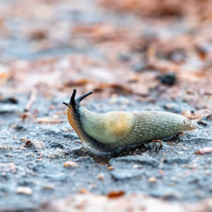 Slug