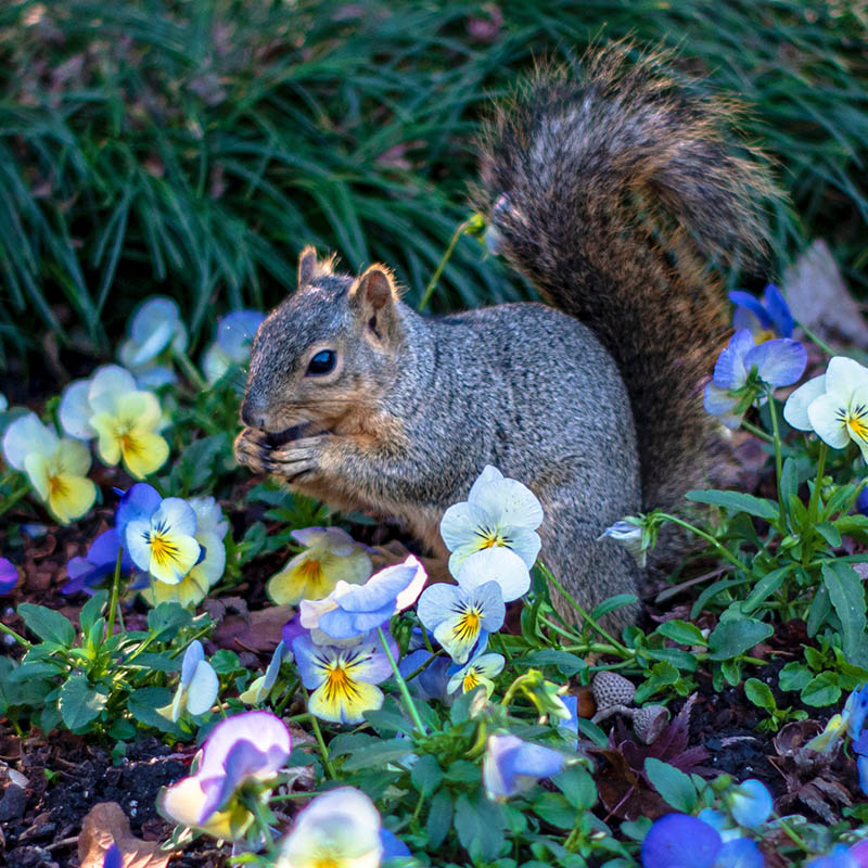 Common Garden Pests | How to Deter Critters in Your Garden | Bulb Blog