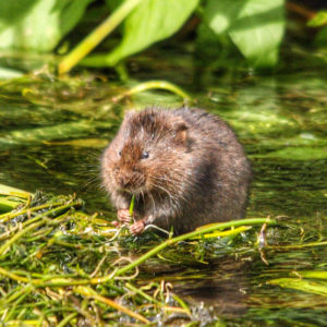 Vole