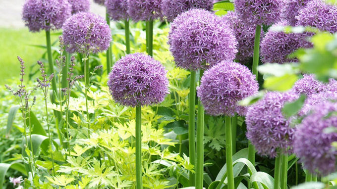 Globemaster Allium