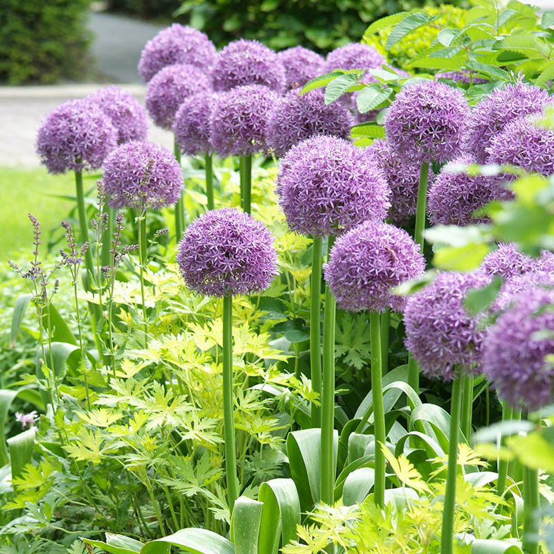 Complete Guide To Growing Allium Allium Care Bulb Blog