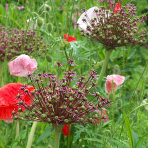 Allium atropurpureum with Poppies