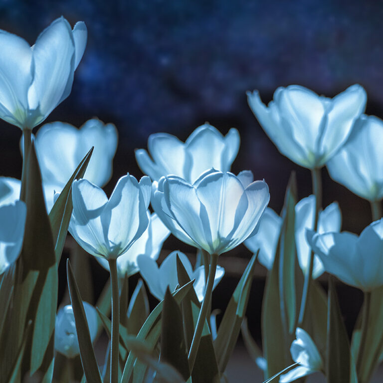 Moon Garden Flowers and Bulbs Plant a Moon Garden this Fall