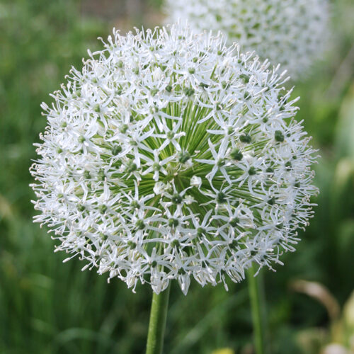 Mount Everest Allium