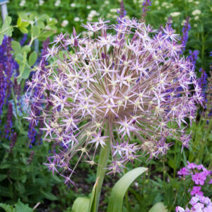 Estrella de Persia Allium