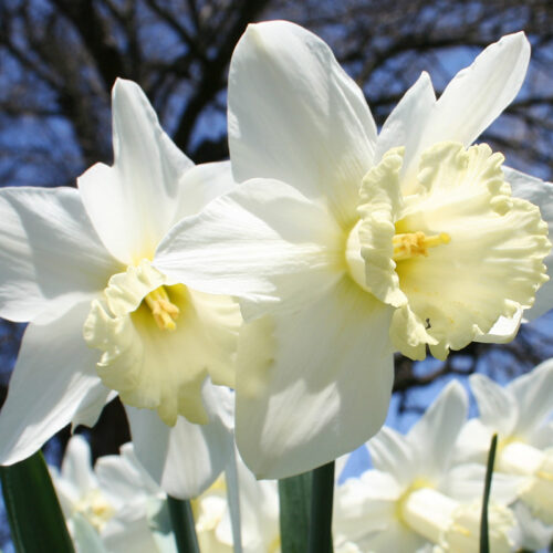 Mount Hood Daffodils