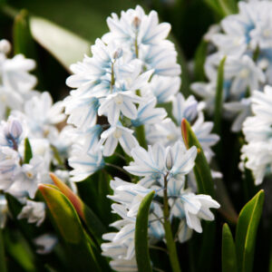 Striped Squill