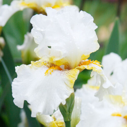 Goldkist Bearded Iris