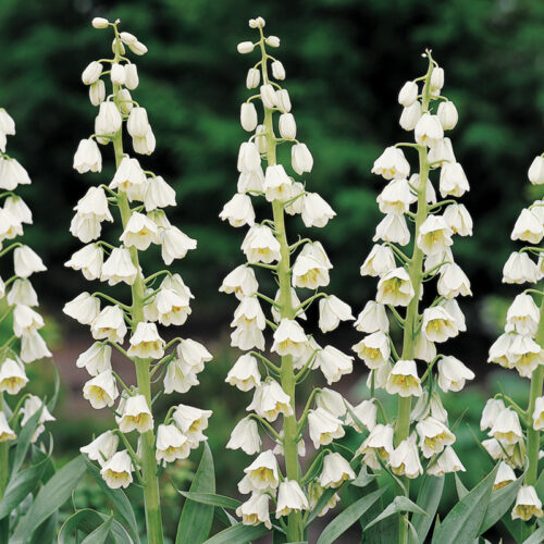 Ivory Bells Fritillaria