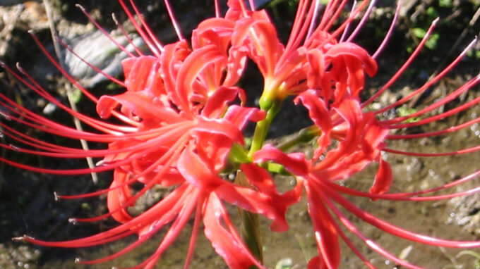 Red Spider Lily