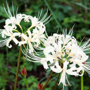 White Spider Lily