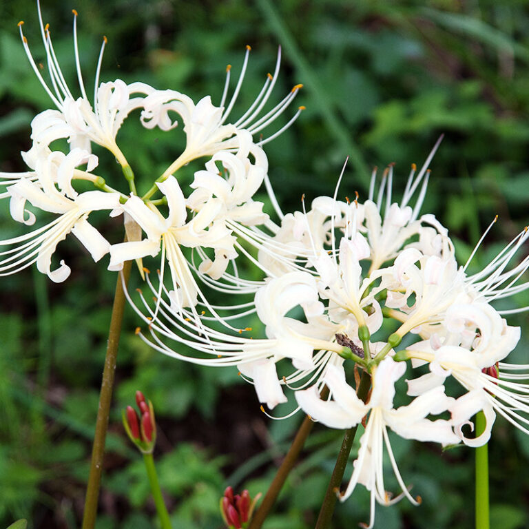 The Complete Guide to Growing Lycoris Magic Lilies Spider Lily