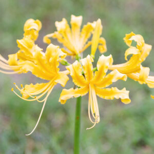 Golden Spider Lily