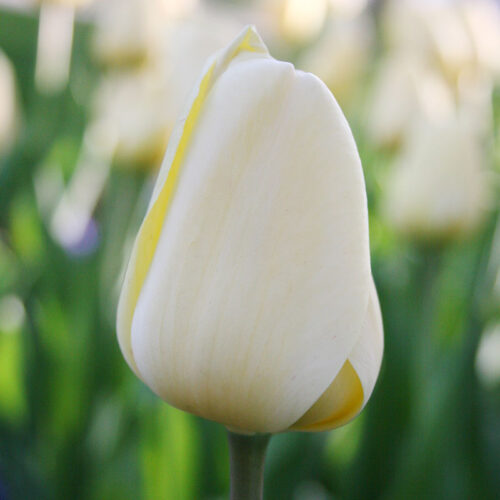Ivory Floradale Darwin Hybrid Tulip