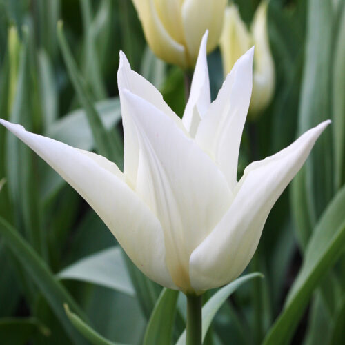 Sapporo Lily Tulip
