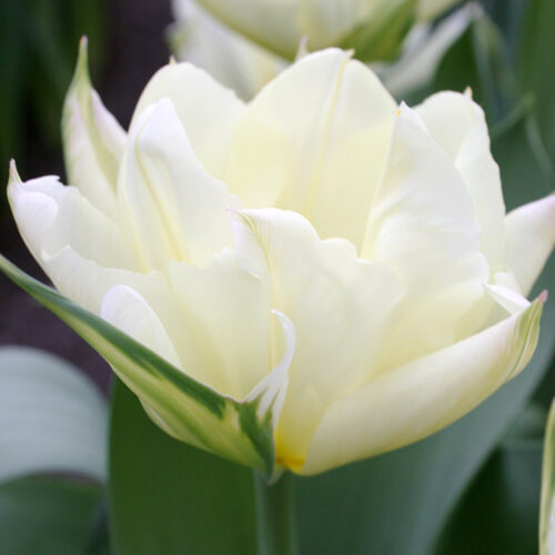 Exotic Emperor Tulip