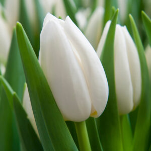 White Prince Single Early Tulip