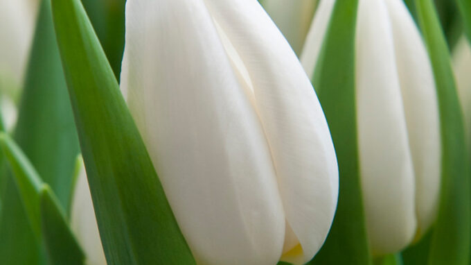 White Prince Single Early Tulip