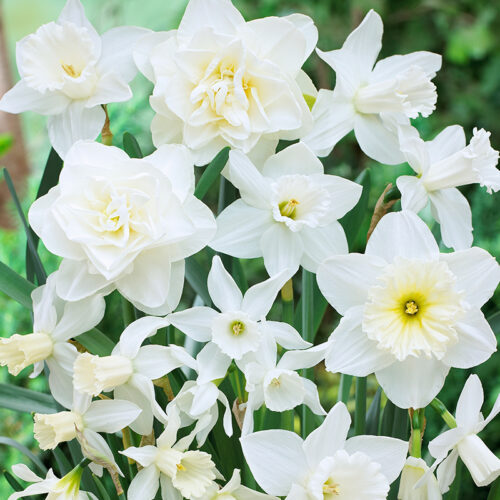 White Diamonds Daffodil Mix