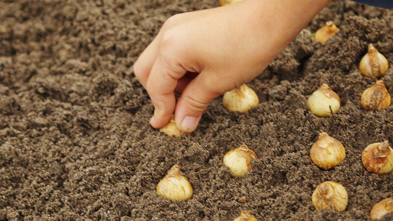 Mass Planting