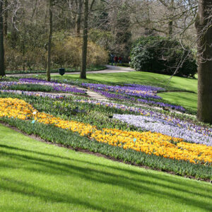 Tulips and Crocus Ground Cover