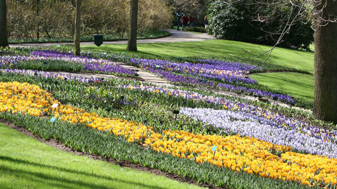 Tulips and Crocus Ground Cover
