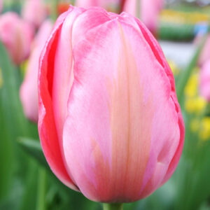 Best Perennial Tulips | 20+ Perennial Tulip Varieties | Bulb Blog