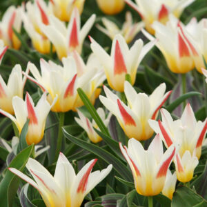 Johann Strauss Kaufmanniana Tulips