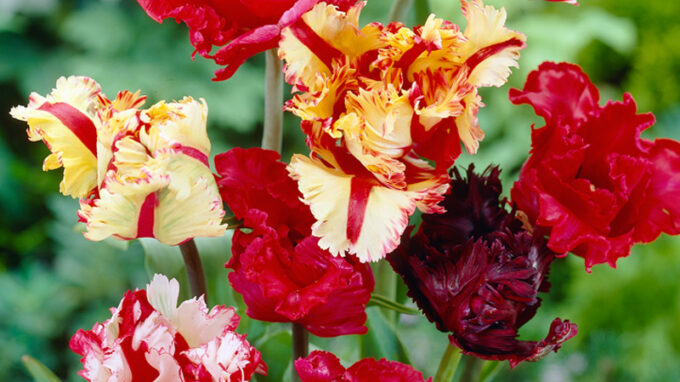 Parrot Tulip Mix