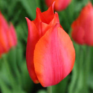 Temple of Beauty Tulip
