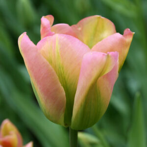 Groenland Green Tulip